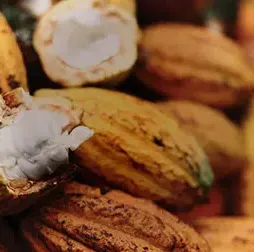 Olam cocoa offers a variety of flavours with a wide range of colours from vibrant red to dark brown, Olam